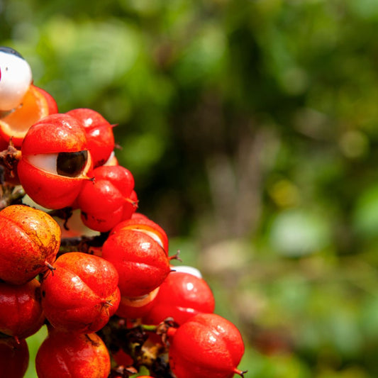 Comment bien utiliser le guarana pour maigrir ? Rue Des Plantes