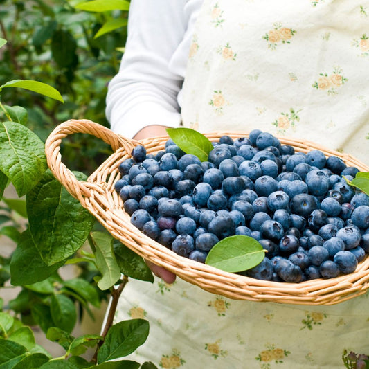 Complément alimentaire : Myrtille BIO, les bienfaits Rue Des Plantes