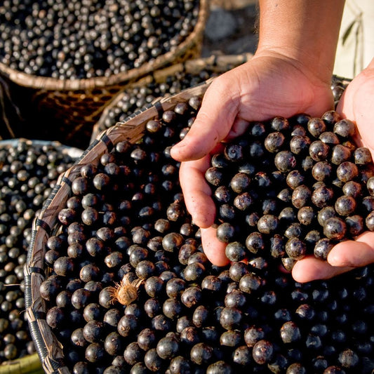 Découverte de l'Açai, le fruit de l'Amazonie aux pouvoirs antioxydants Rue Des Plantes