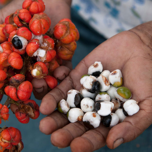 Quel sont les bienfaits du guarana ? Rue Des Plantes