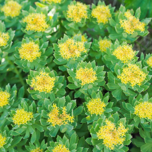 Rhodiola rosea : les vertus anti-stress de cette racine adaptogène Rue Des Plantes