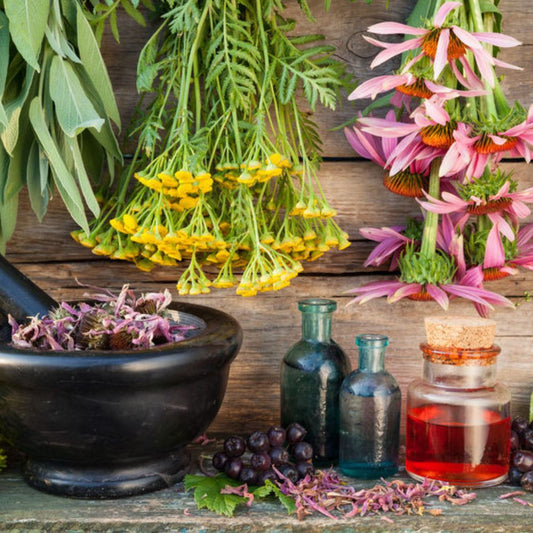 Se servir des plantes pour être en bonne santé : quels avantages ?