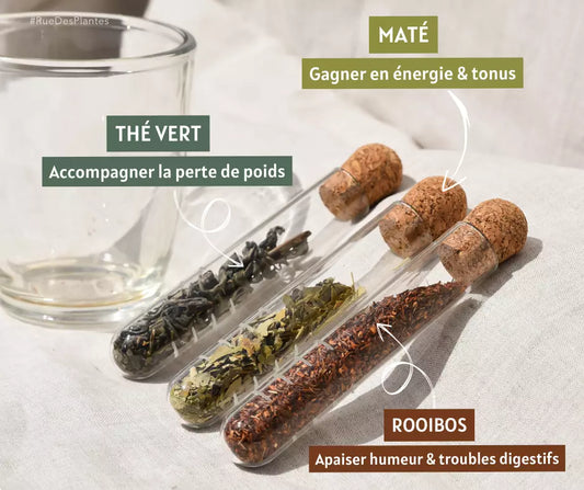 Thé, maté, rooïbos : quelles différences pour quelles vertus ? Rue Des Plantes