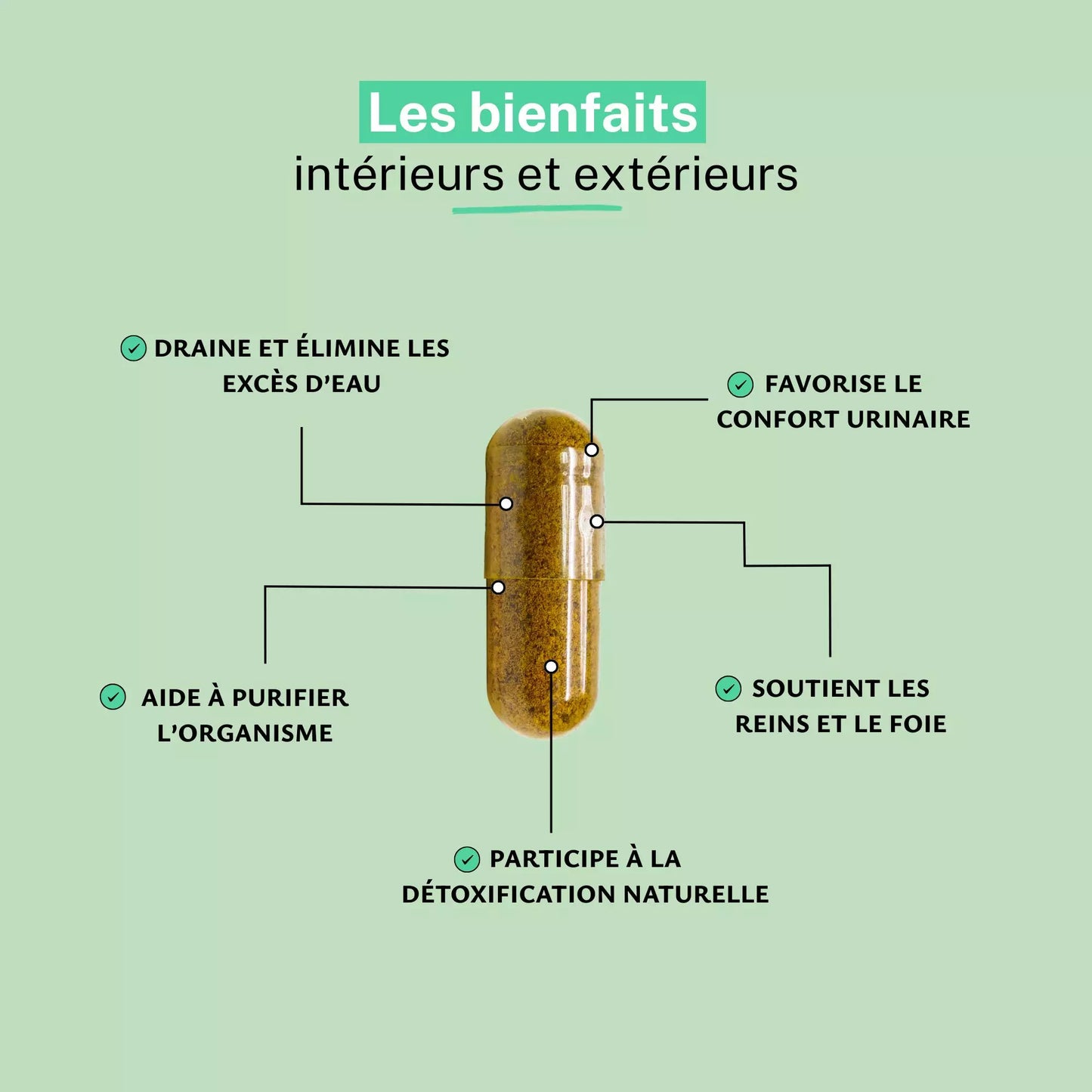 Achat Orthosiphon