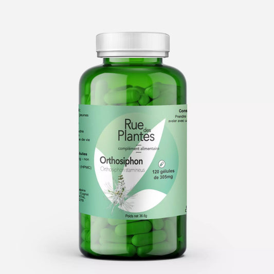 Achat Orthosiphon