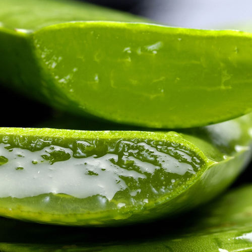 Aloe Vera - Avantages et comment l'utiliser ? Rue Des Plantes