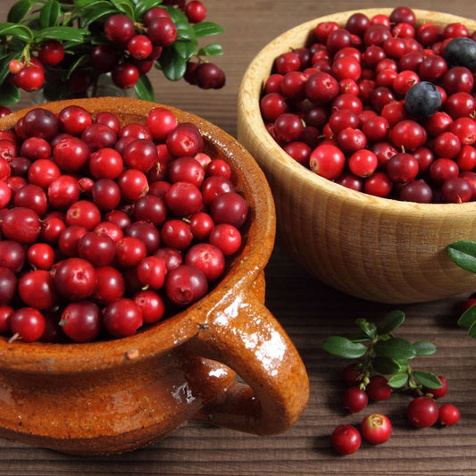 Le Cranberry est efficace contre les infections urinaires Rue Des Plantes