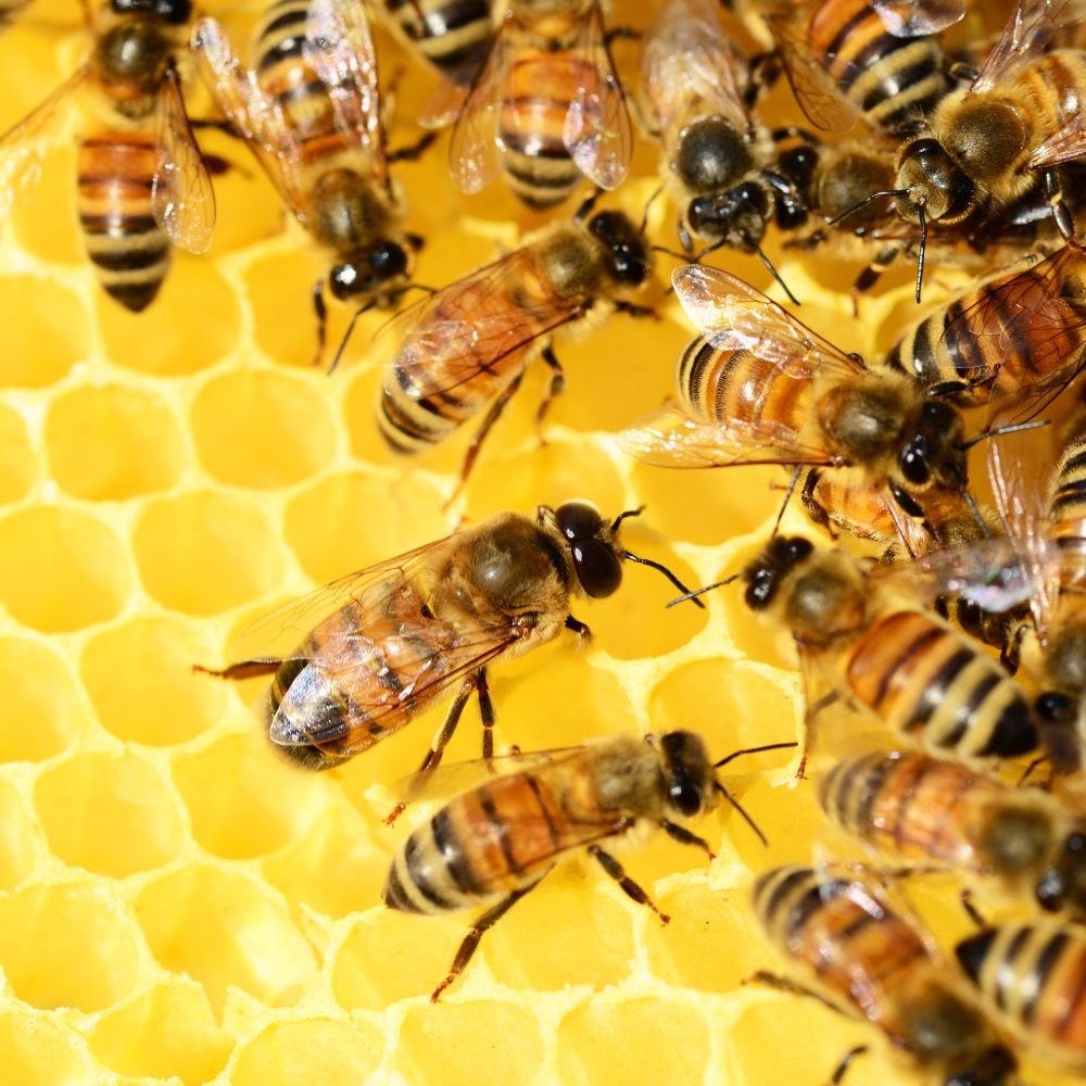 Les produits de la ruche : Origine, Bienfaits, Utilisation Rue Des Plantes