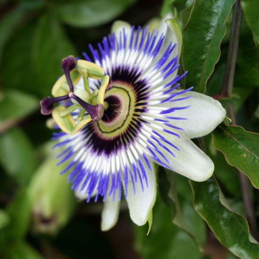 Quels sont les bienfaits du Passiflore ? Rue Des Plantes