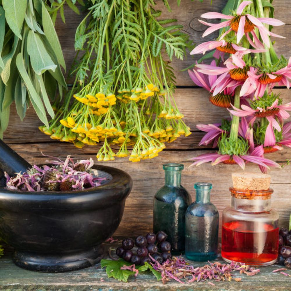 Se servir des plantes pour être en bonne santé : quels avantages ?