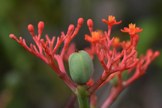 Comment utiliser les plantes pour augmenter son énergie?