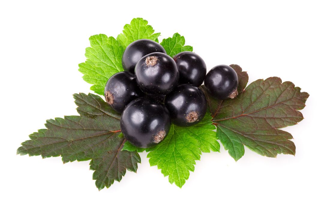 Cassis Rot Cassis : origine et bienfaits – Rue Des Plantes