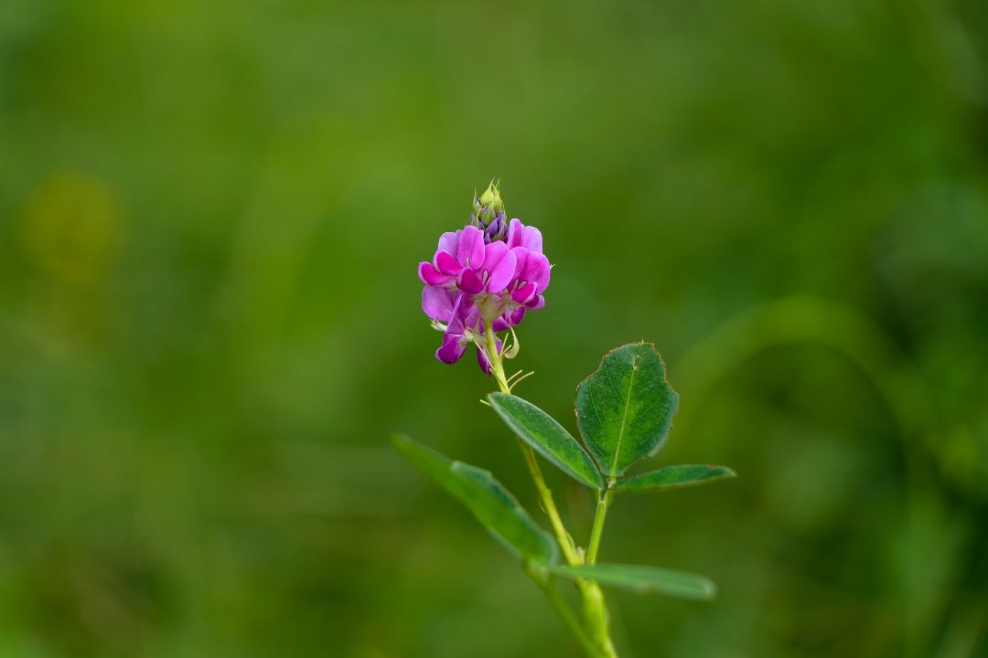 Desmodium : origine et bienfaits – Rue Des Plantes