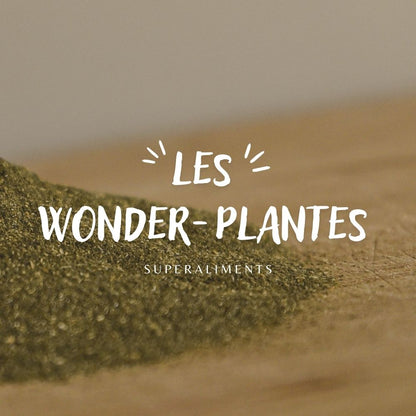Ortie piquante feuille bio - Wonder-Plantes Rue Des Plantes